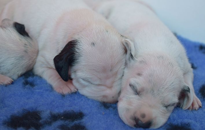 les chiens de florence - Prochaine naissance vers le 20 avril 2020 