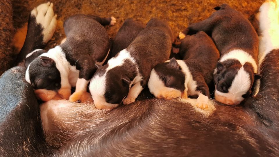 les chiens de florence - Les bébés sont nés le 10 octobre 2021