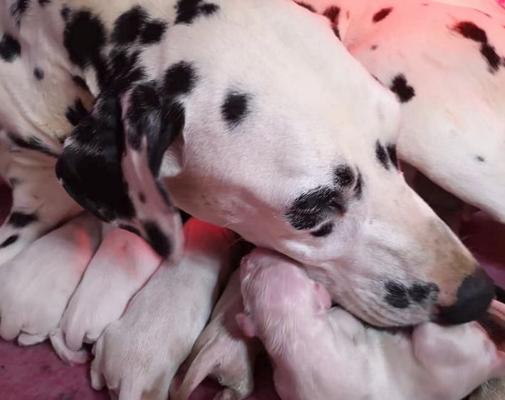 les chiens de florence - Les bébés de Naeri et Harley sont nés le 11 avril