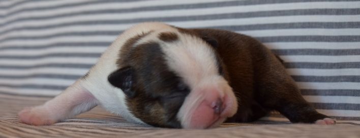 les chiens de florence - Boston Terrier - Portée née le 21/09/2020