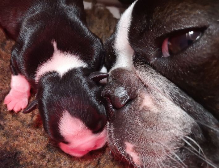 les chiens de florence - Boston Terrier - Portée née le 20/03/2020