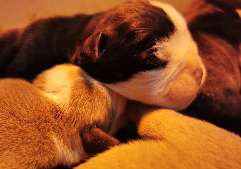 les chiens de florence - Bulldog continental - Portée née le 17/01/2021