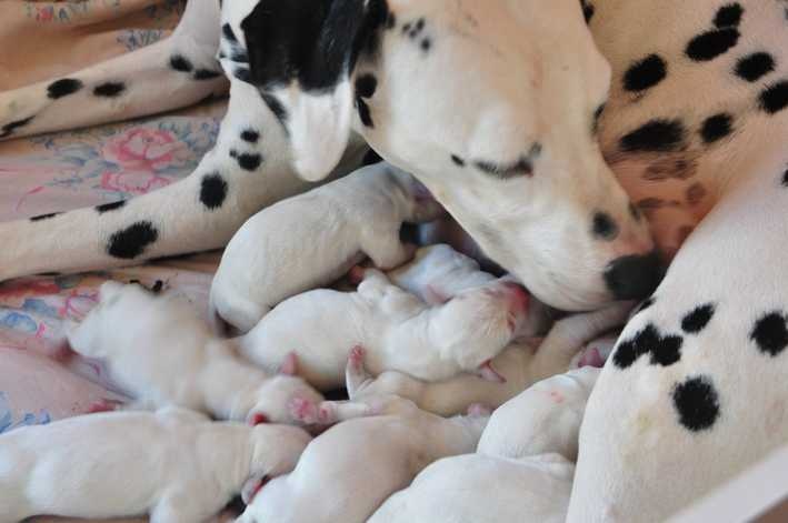 les chiens de florence - Dalmatien - Portée née le 04/12/2013