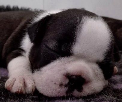 les chiens de florence - Boston Terrier - Portée née le 06/06/2017