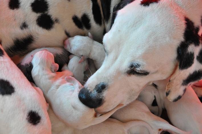 les chiens de florence - Dalmatien - Portée née le 19/05/2013