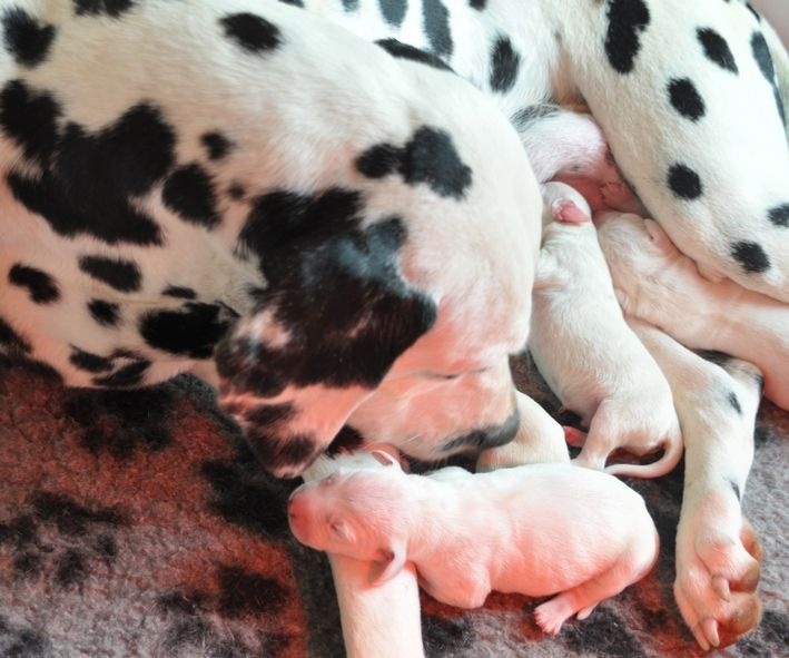 les chiens de florence - Dalmatien - Portée née le 21/05/2014