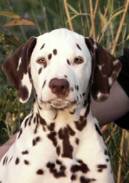 les chiens de florence - Dalmatien - Portée née le 27/02/2011