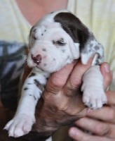 les chiens de florence - Dalmatien - Portée née le 09/04/2017