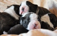 les chiens de florence - Boston Terrier - Portée née le 26/02/2017