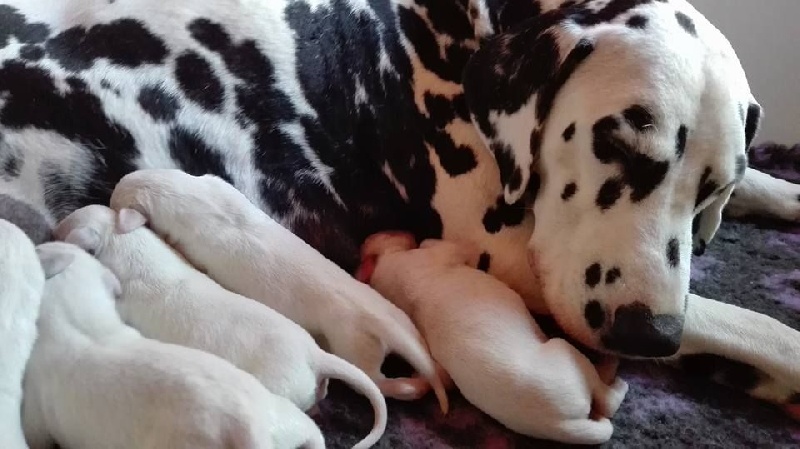 les chiens de florence - Dalmatien - Portée née le 28/04/2016