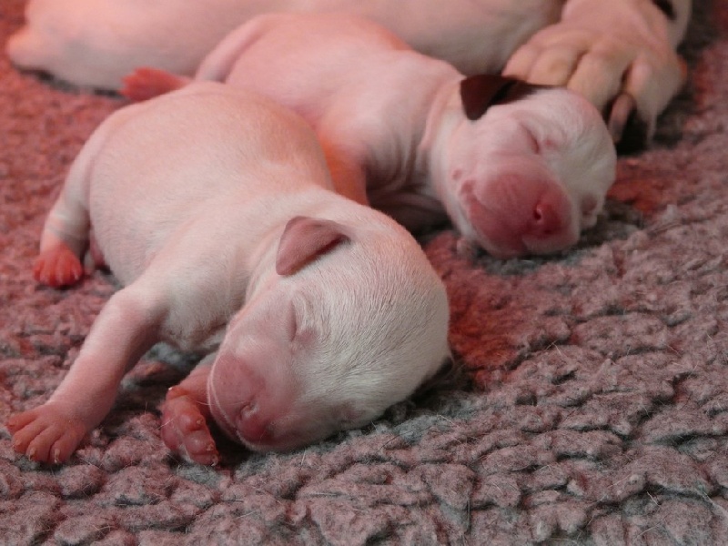 les chiens de florence - Dalmatien - Portée née le 01/12/2011