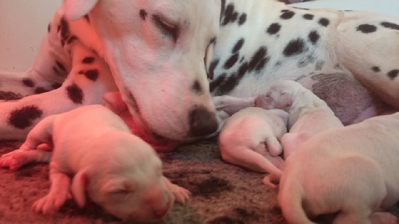 les chiens de florence - Dalmatien - Portée née le 09/03/2015