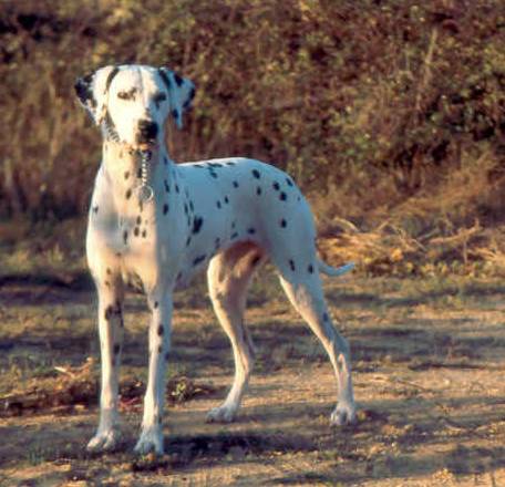Jenny du Val D'Orchis