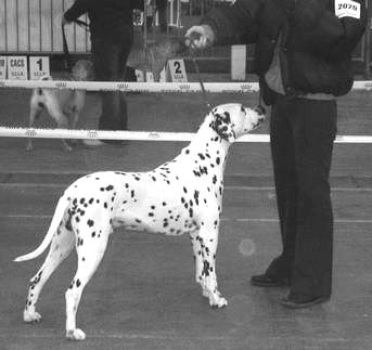 les chiens de florence Rocco