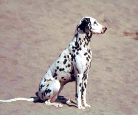 les chiens de florence Oxana