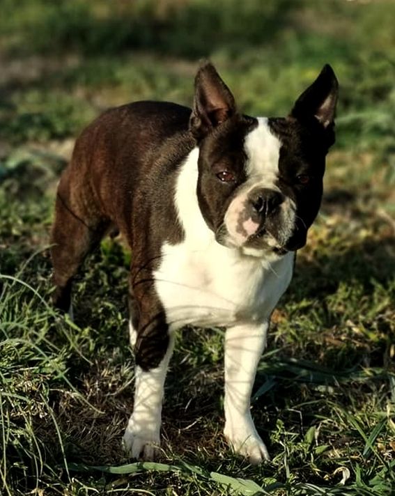 les chiens de florence Polly pocket