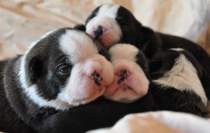 les chiens de florence - Boston Terrier - Portée née le 26/02/2017